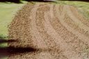 turfgrass cultural practice photograph 02
