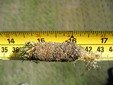 turfgrass cultural practice photograph 01